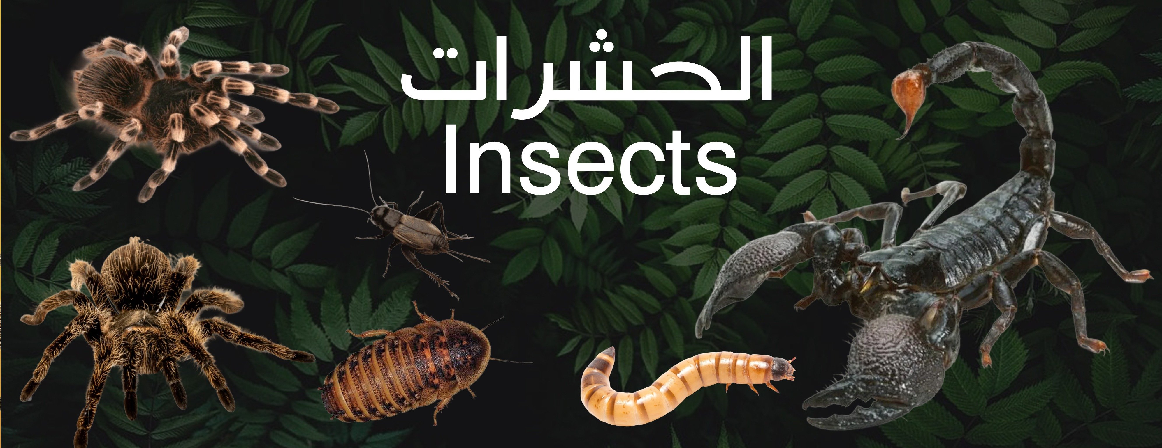 حيوانات الغابة image-slider-4