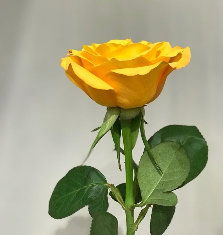 خالد الأحمد