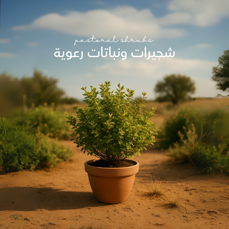 شجيرات ونباتات رعوية