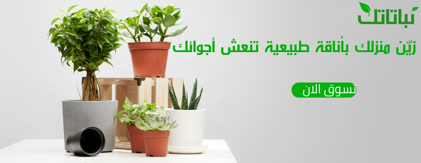 نباتاتك image-slider-1