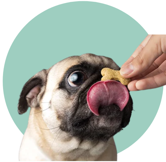 مكافآت الكلاب