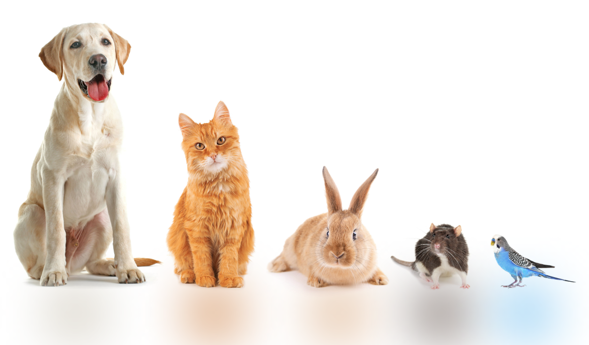 slider- | سفاري متجر حيوانات