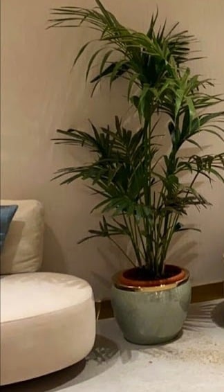 عبدالعزيز اليامي