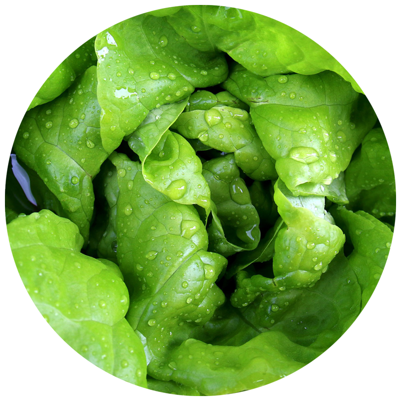 ورقيات طازجة