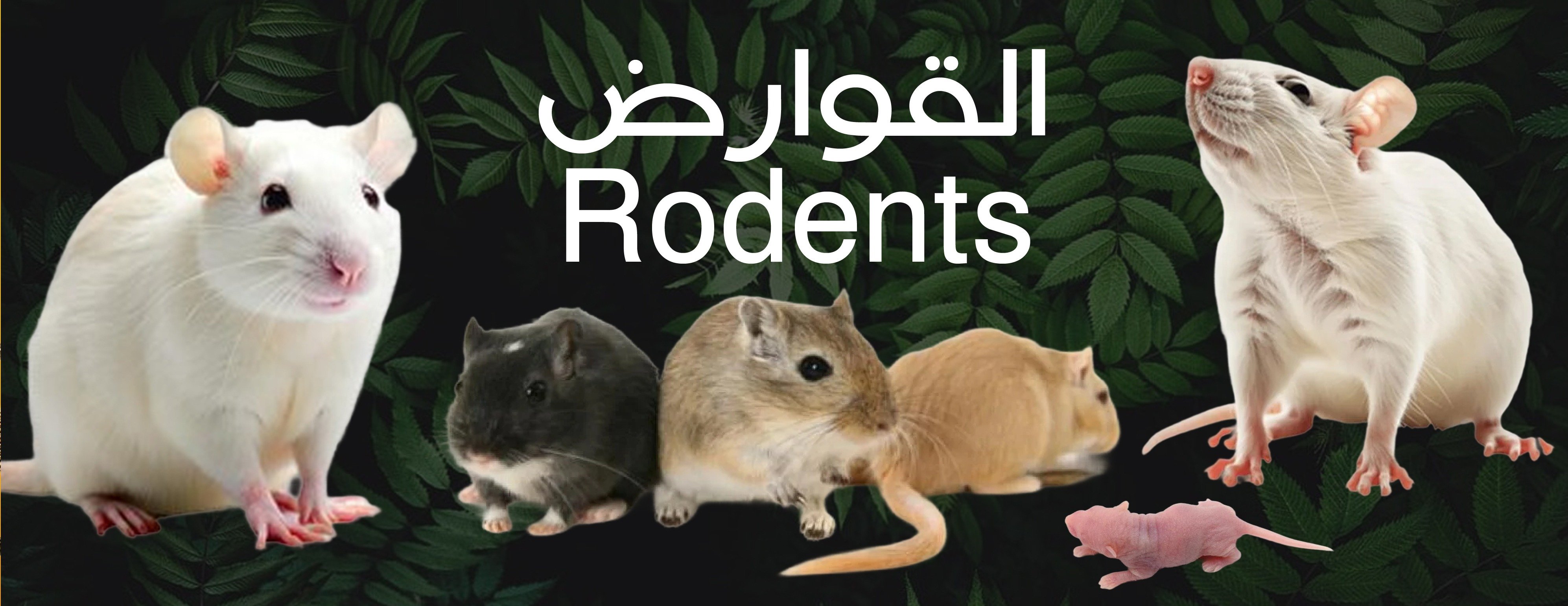 حيوانات الغابة image-slider-5