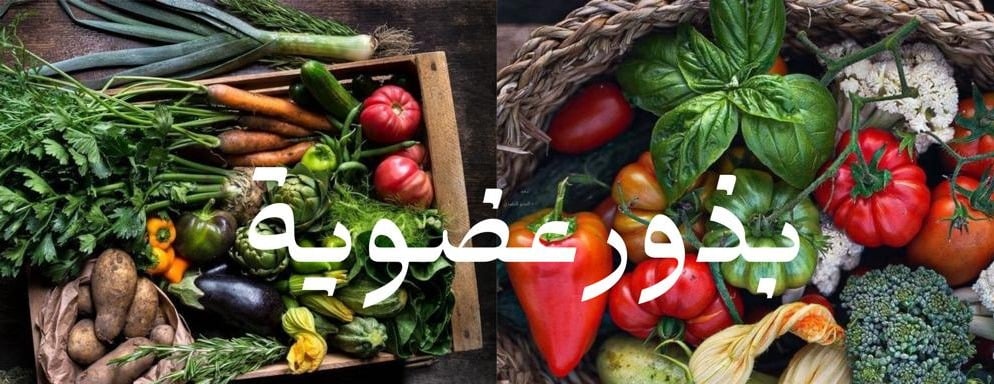 Golden_plant_seeds image-slider-0