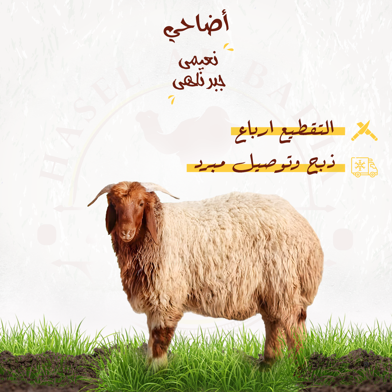 أضحية نعيمي جبر ناهي