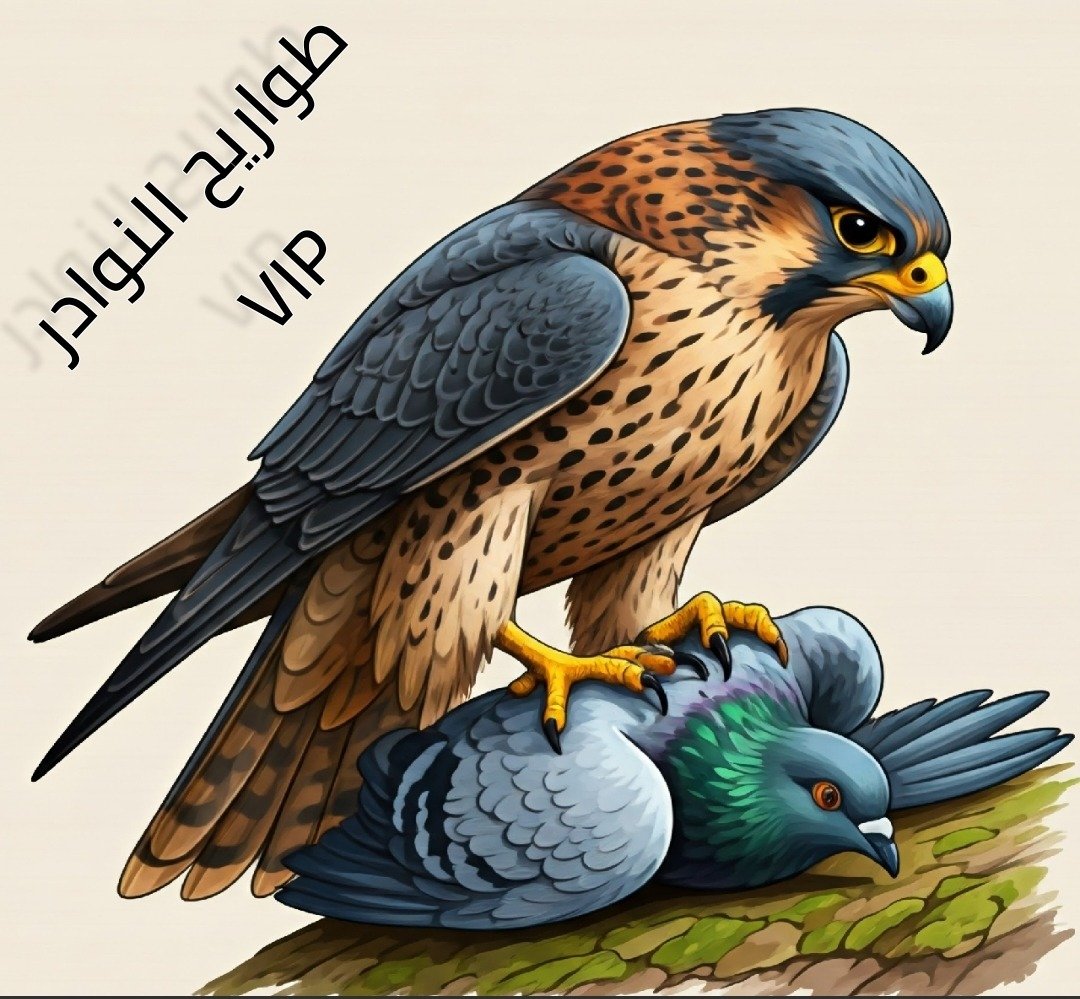 طواريح النوادر