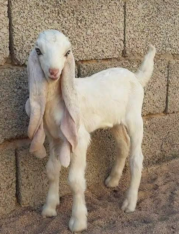 اسامة محمد الخالدي