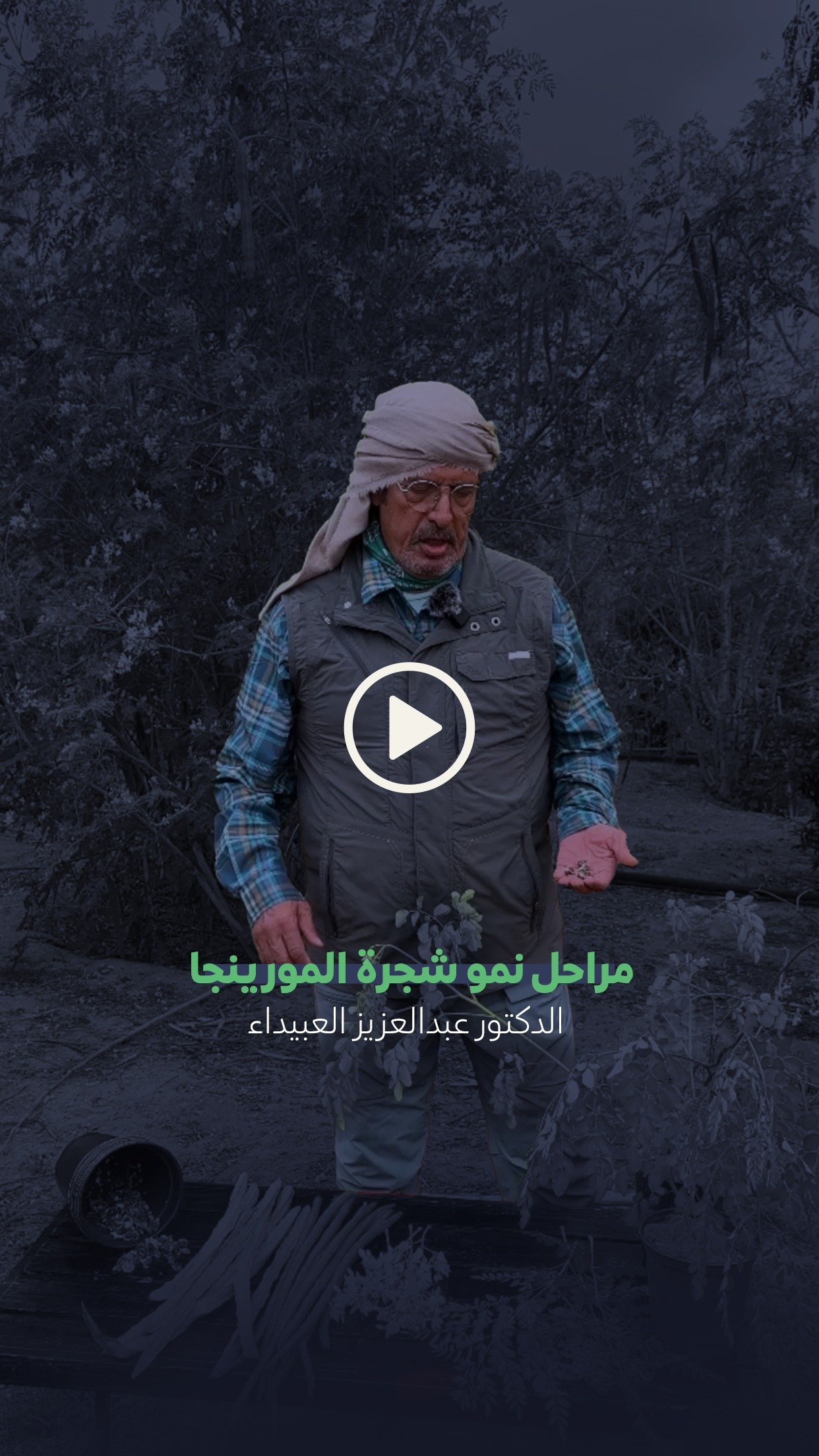 مراحل نمو شجرة المورينجا