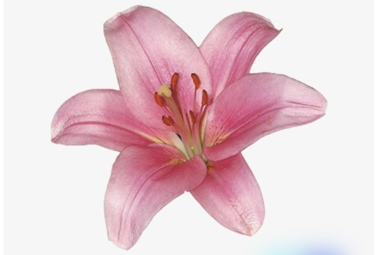 Amjad