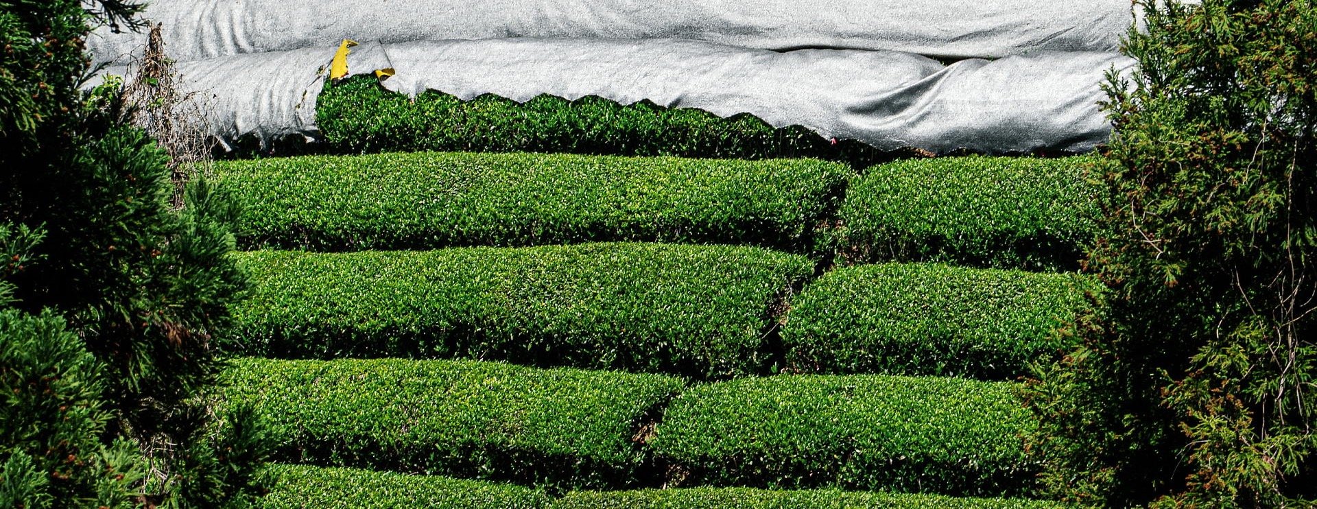 Hoshi Matcha image-slider-0