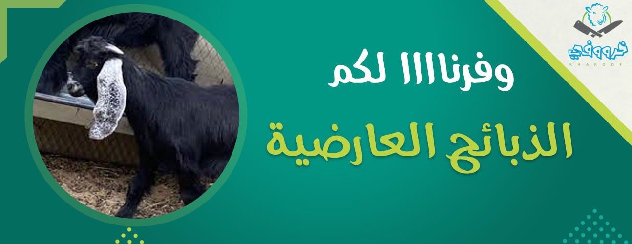 متجر خرووفي للذبائح image-slider-2