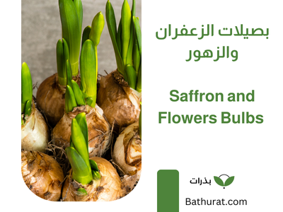 بصيلات التوليب والنرجس