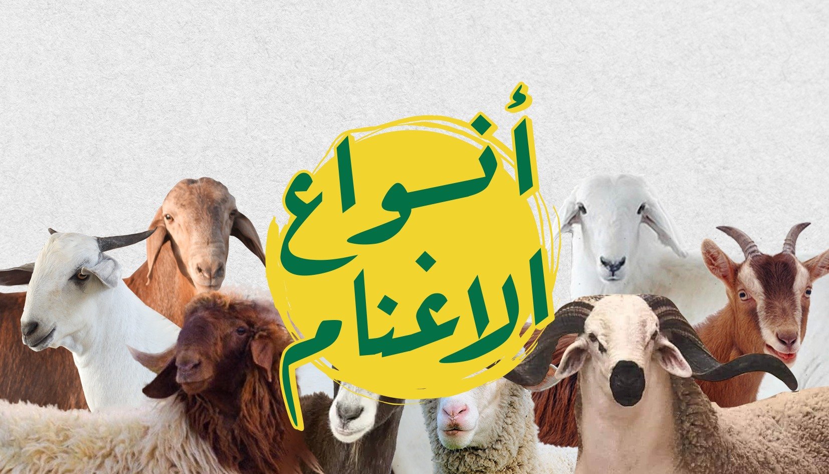 أنواع الأغنام