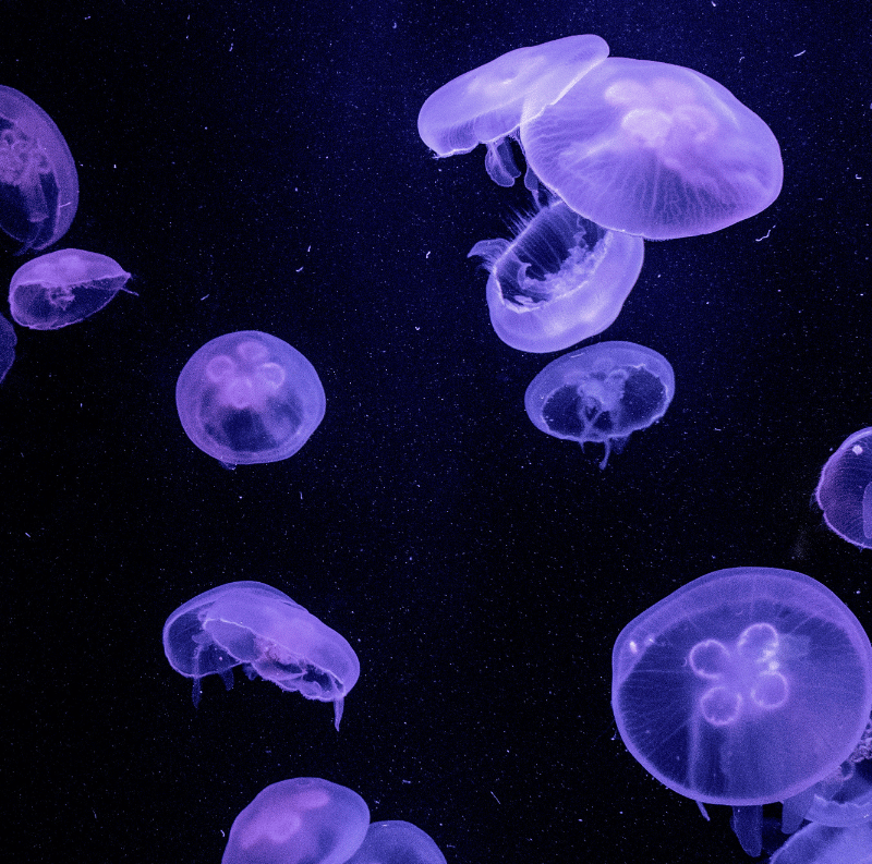 أكوا هيفن - Aqua Haven