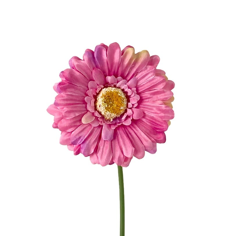 جيربيرا و ديزي