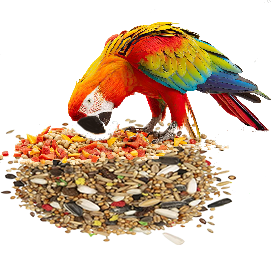 Grains and bird food