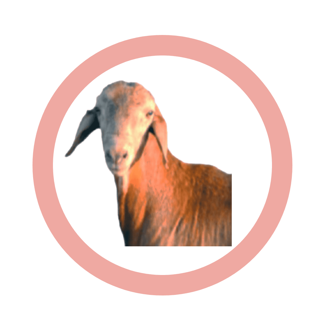 سواكني