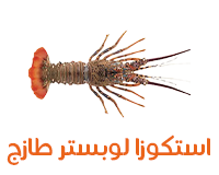 استكوزا لوبستر طازج