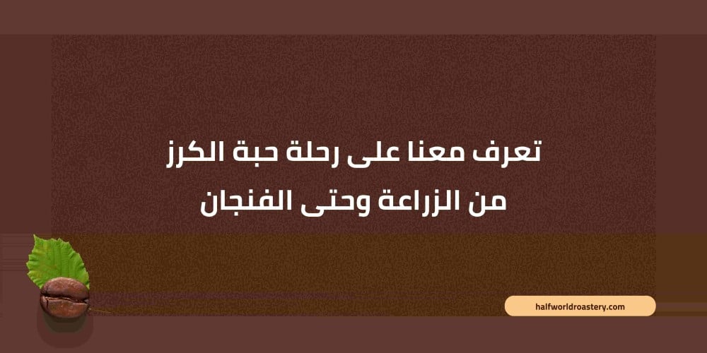 تعرف معنا على رحلة حبة الكرز من الزراعة وحتى الفنجان