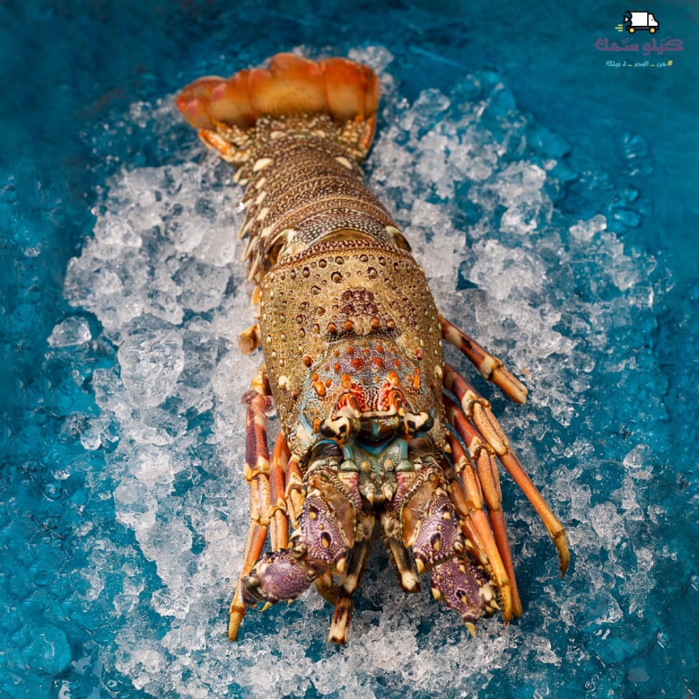 لوبستر Portland Lobster