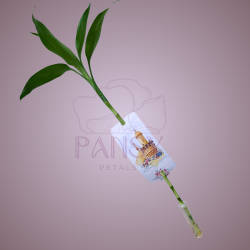 ساق البامبو -ثيم ميلاد الأمير