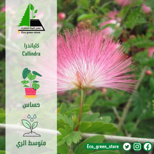 كلياندرا