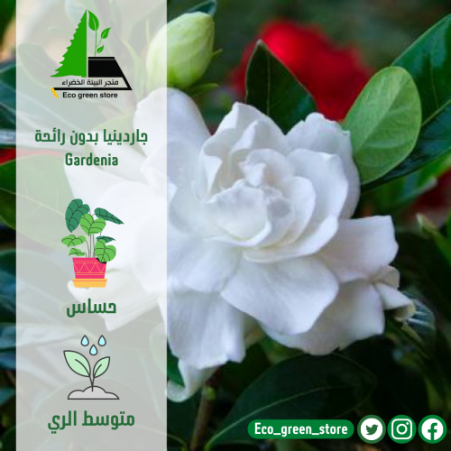جاردينيا خارجية زينة