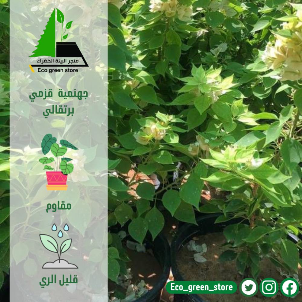 جهنمية قزمي برتقالي