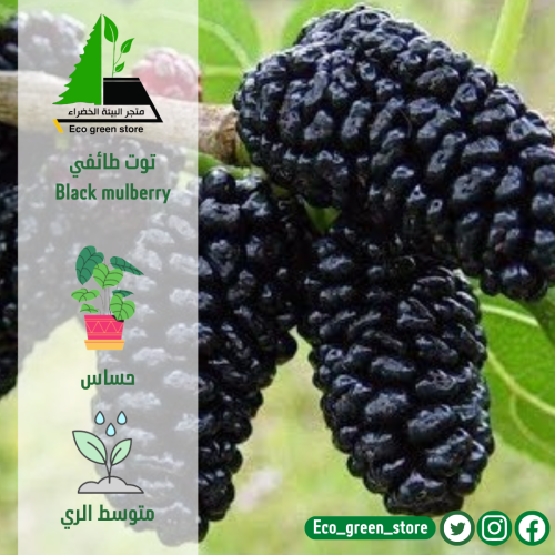توت طائفي