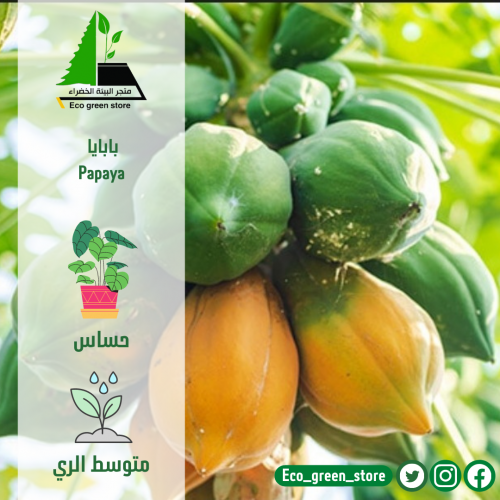 بابايا - Papaya