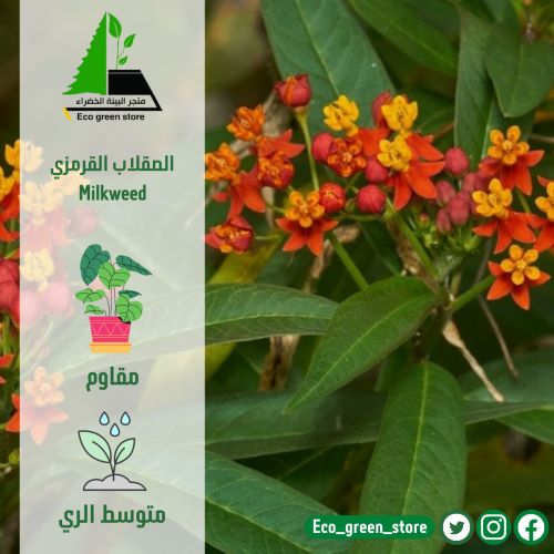 الصقلاب القرمزي- Milkweed