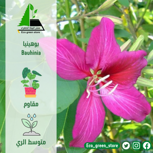 بوهينيا