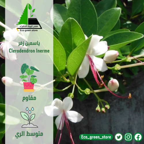 ياسمين زفر