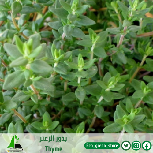 بذور زعتر