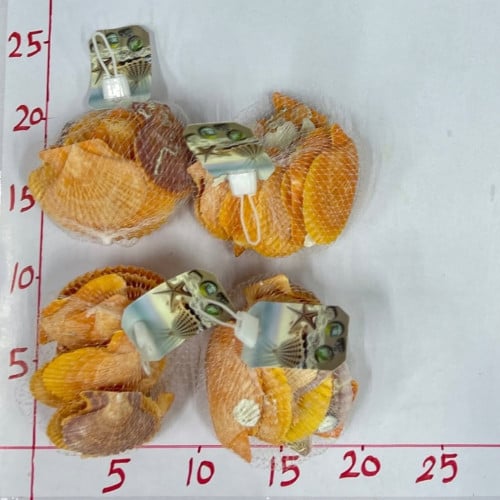 أصداف صدف ( 7B)