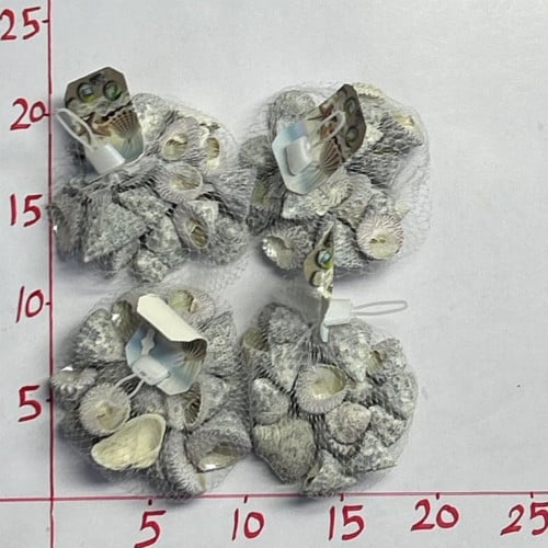 أصداف صدف (7A)