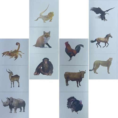 الكروت الضمنية حيوانات و طيور 5C