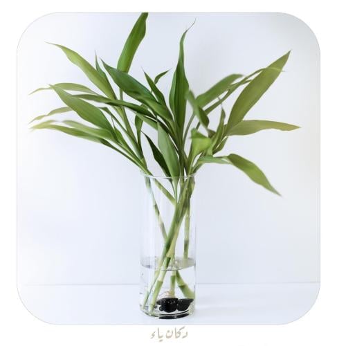 ڤازة بـ 4 ساق بامبو  - بحق فاطمة وأبيها وبعلها وبنيها والسر المستودع فيها