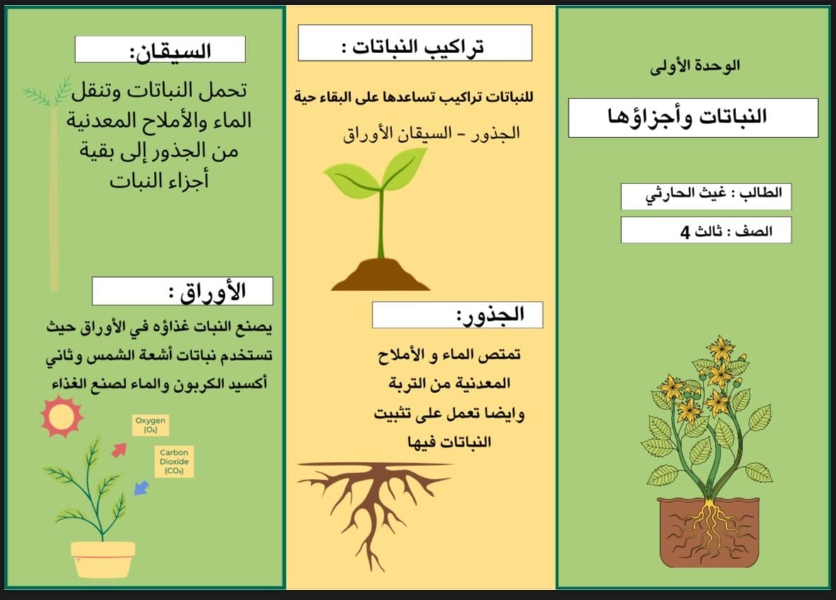مطوية عن النباتات وأجزاؤها  للصف الثالث ابتدائي