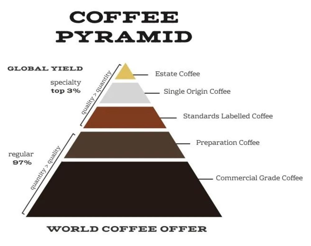 مقارنة بين القهوة المختصة والقهوة العادية من حيث الحبوب والنكهة وطريقة