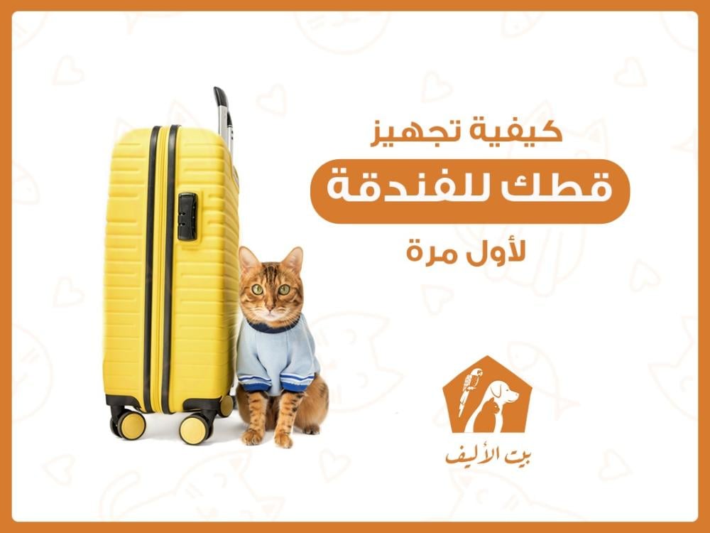 كيفية تجهيز قطتك لتجربة الفندقة لأول مرة - متجر بيت الأليف