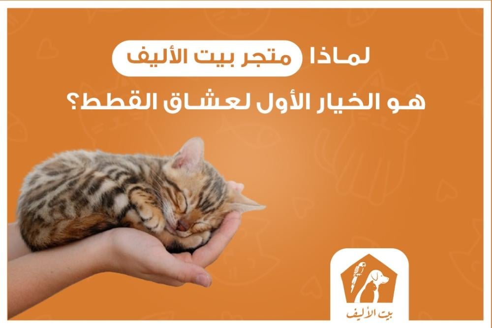 لماذا متجر بيت الأليف هو الخيار الأول لعشاق القطط؟