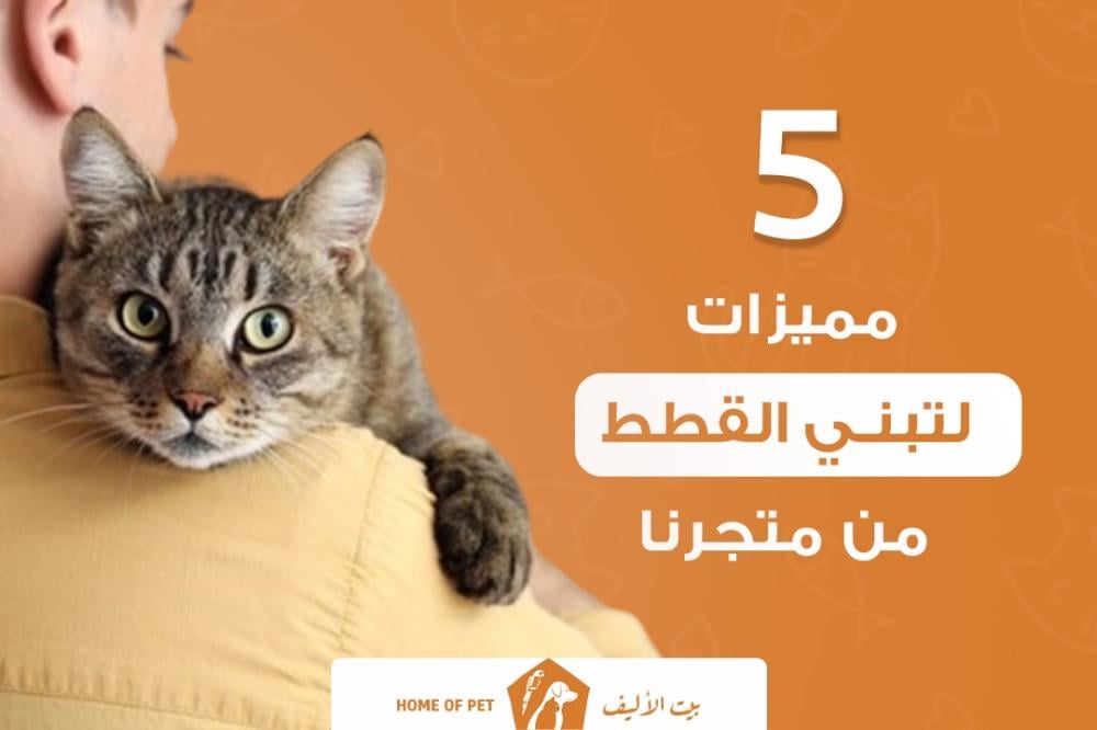 5 مميزات لتبني القطط من متجرنا - متجر بيت الأليف