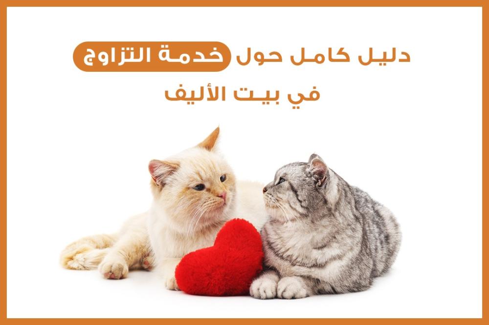 دليل كامل حول خدمة التزاوج في بيت الأليف: كل ما تحتاج معرفته