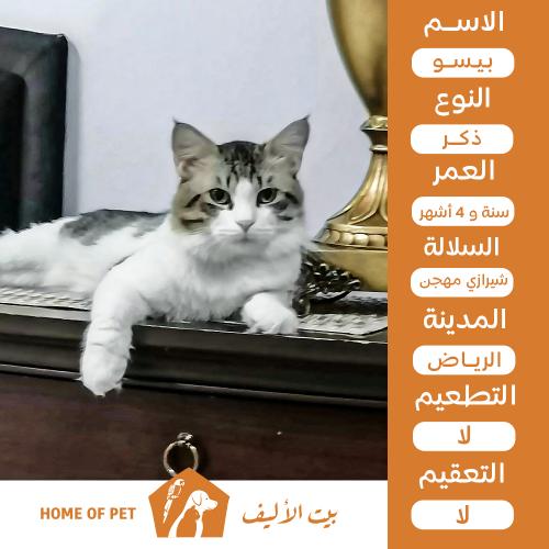 قط ذكر للتبني في الرياض بيسو