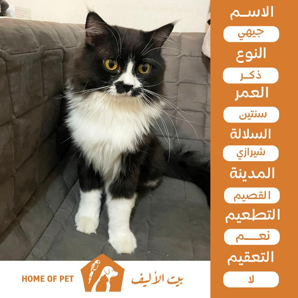 قط ذكر للتبني بالقصيم جيهي