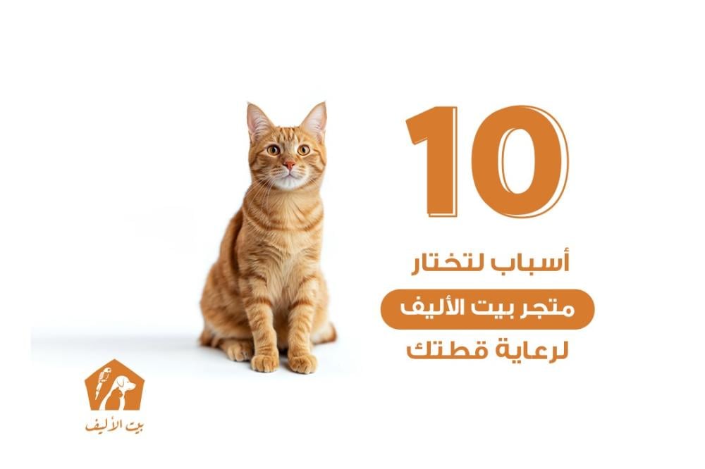 أفضل 10 أسباب لتختار متجر بيت الأليف لرعاية قطتك