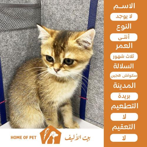 قطة أنثى للتنبي في بريدة